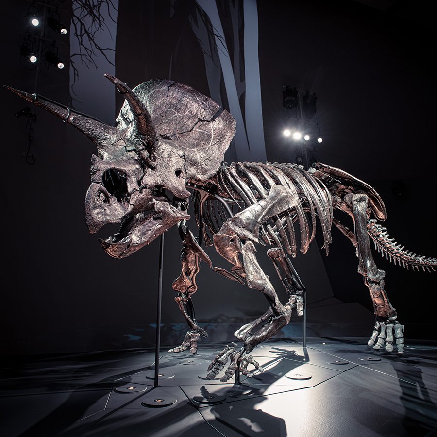 Melbourne Museum. Credit: Eugene Hyland Photography